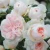 Kletterrose 'Sabrina®', Creme-weiss, Mitte Aprikot, Topf 6 Liter -Biohort Garten Geschaft 0460600372 Kletterrose Sabrina RGB 6270