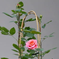 Duftende Edelrose 'Augusta Luise®', Rose-aprikot, Doppelbogen, Topf 10 Liter -Biohort Garten Geschaft 0460850656 rose augusta luise doppelbogen 1 124093