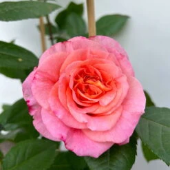 Duftende Edelrose 'Augusta Luise®', Rose-aprikot, Doppelbogen, Topf 10 Liter -Biohort Garten Geschaft 0460850656 rose augusta luise doppelbogen 10 123901