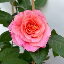 Duftende Edelrose 'Augusta Luise®', Rose-aprikot, Doppelbogen, Topf 10 Liter -Biohort Garten Geschaft 0460850656 rose augusta luise doppelbogen 11 123903