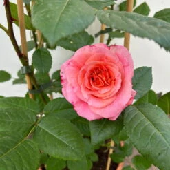 Duftende Edelrose 'Augusta Luise®', Rose-aprikot, Doppelbogen, Topf 10 Liter -Biohort Garten Geschaft 0460850656 rose augusta luise doppelbogen 9 123902