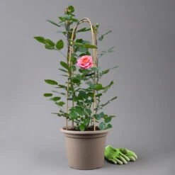 Duftende Edelrose 'Augusta Luise®', Rose-aprikot, Doppelbogen, Topf 10 Liter