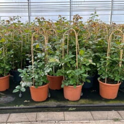 Beetrose 'Westpoint'®, Blutorange, Doppelbogen, Topf 10 Liter -Biohort Garten Geschaft 0460850981 rose westpoint doppelbogen 1 124046