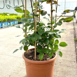 Beetrose 'Westpoint'®, Blutorange, Doppelbogen, Topf 10 Liter -Biohort Garten Geschaft 0460850981 rose westpoint doppelbogen 3 124044