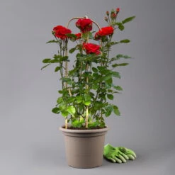 Beetrose 'Westpoint'®, Blutorange, Doppelbogen, Topf 10 Liter -Biohort Garten Geschaft 0460850981 rose westpoint premium doppelbogen 3 t 125106