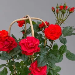 Beetrose 'Westpoint'®, Blutorange, Doppelbogen, Topf 10 Liter -Biohort Garten Geschaft 0460850981 rose westpoint premium doppelbogen 3 125107