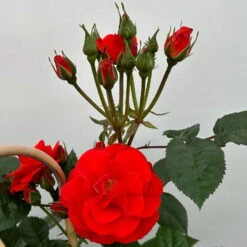 Beetrose 'Westpoint'®, Blutorange, Doppelbogen, Topf 10 Liter -Biohort Garten Geschaft 0460850981 rose westpoint premium doppelbogen 4 124619