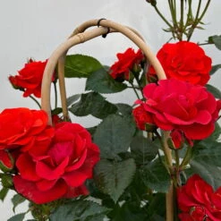 Beetrose 'Westpoint'®, Blutorange, Doppelbogen, Topf 10 Liter -Biohort Garten Geschaft 0460850981 rose westpoint premium doppelbogen 5 124618