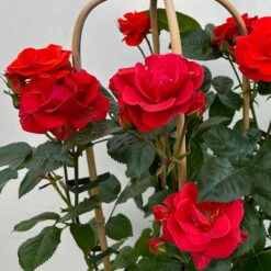 Beetrose 'Westpoint'®, Blutorange, Doppelbogen, Topf 10 Liter -Biohort Garten Geschaft 0460850981 rose westpoint premium doppelbogen 6 124620