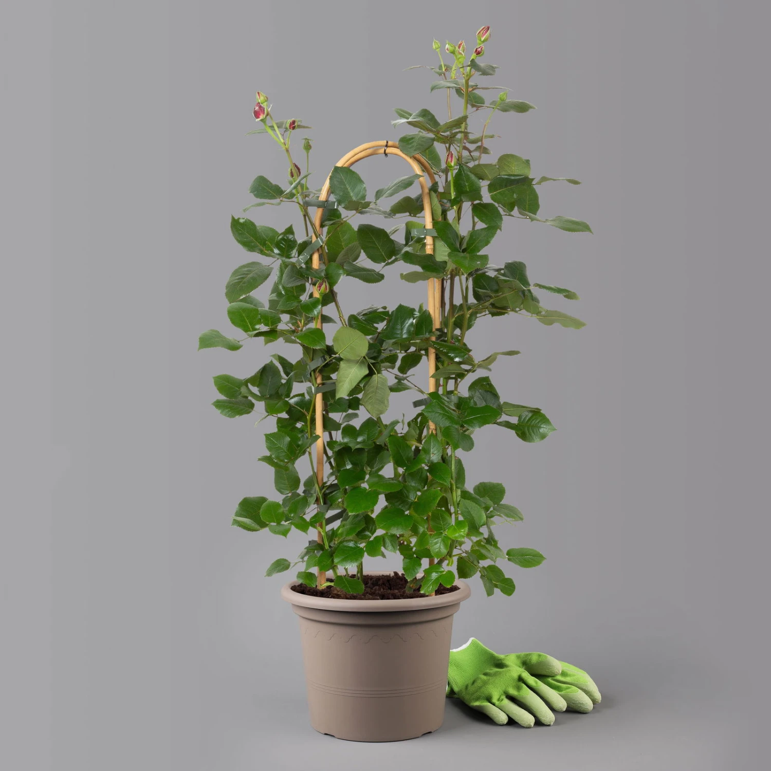 Duftende Edelrose 'Charisma'® Magentarot, Doppelbogen, Topf 7,5 Liter 4 Duftende Edelrose 'Charisma'® Magentarot, Doppelbogen, Topf 7,5 Liter – Bild 2