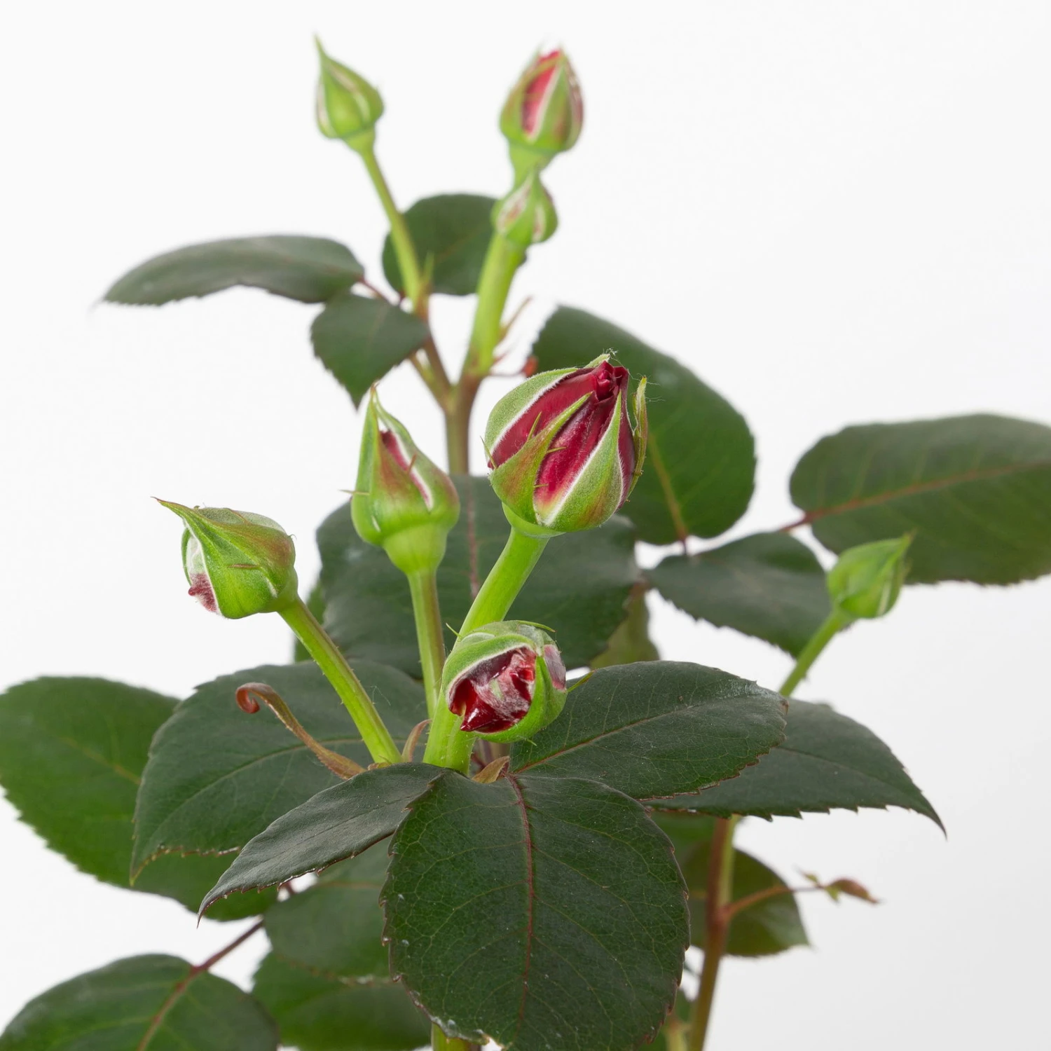 Duftende Edelrose 'Charisma'® Magentarot, Doppelbogen, Topf 7,5 Liter 5 Duftende Edelrose 'Charisma'® Magentarot, Doppelbogen, Topf 7,5 Liter – Bild 3