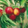 Kölle Bio Zwergnektarine 'Rubis'® Necta ZeeⓈ, Topf 7,5 Liter -Biohort Garten Geschaft 0480670031 K.B. Zwergnektarine Rubis Necta Zee 7 7 5lt 2 53313