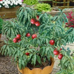 Kölle Bio Zwergnektarine 'Rubis'® Necta ZeeⓈ, Topf 7,5 Liter -Biohort Garten Geschaft 0480670031 KB Zwergnektarine Rubis Co 7 7 5l 49537
