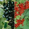 Johannisbeeren 'Rot/Schwarz', 4er-Set, Topf Je 2 Liter -Biohort Garten Geschaft 0480850430 Johannisbeeren Set ROT SCHWARZ 4er Set neu 88454