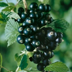 Johannisbeeren 'Rot/Schwarz', 4er-Set, Topf Je 2 Liter -Biohort Garten Geschaft 0480850430 Johannisbeeren Set ROT SCHWARZ 4er Set2 76462