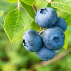 Heidelbeeren 'Klassiker', 4er-Set, Topf Je 2 Liter -Biohort Garten Geschaft 0480890241 Heidelbeeren Patriot Goldtraube mittel spaet Co1 71917