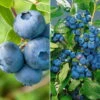 Heidelbeeren 'Klassiker', 4er-Set, Topf Je 2 Liter -Biohort Garten Geschaft 0480890241 Heidelbeeren Patriot Goldtraube mittel spaet Set 89545