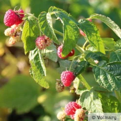 Zwerg-Himbeere Summer Lovers® 'Patio Red', 5 L Topf -Biohort Garten Geschaft 0480900167 Summer Lovers Patio Red Sommerhimbeere 1 neu 91947