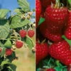 Herbsthimbeeren, Blissy® Autumn Bliss + Zefa 3, 4er-Set, Topf Je 2 Liter -Biohort Garten Geschaft 0480900186 Herbst Himbeeren Autumn Bliss Zefa 3 Co Set 89548