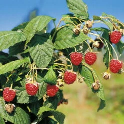 Herbsthimbeeren, Blissy® Autumn Bliss + Zefa 3, 4er-Set, Topf Je 2 Liter -Biohort Garten Geschaft 0480900186 Herbst Himbeeren Autumn Bliss Zefa 3 Co2lt1 71911