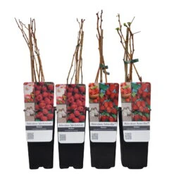Herbsthimbeeren, Blissy® Autumn Bliss + Zefa 3, 4er-Set, Topf Je 2 Liter -Biohort Garten Geschaft 0480900186 Herbst Himbeeren Autumn BlissZefa 3 Co 2 lt WEB 4 89610