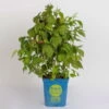 Zwerghimbeere Lowberry® Little Sweet Sister® , 5 L Topf -Biohort Garten Geschaft 0480900189 Little Sweet Sister Zwerghimbeere 3 98272