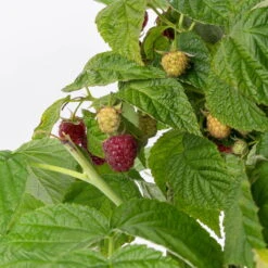 Zwerghimbeere Lowberry® Little Sweet Sister® , 5 L Topf -Biohort Garten Geschaft 0480900189 Little Sweet Sister Zwerghimbeere 6 98273