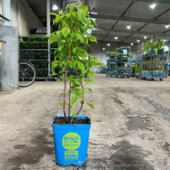 Zwerghimbeere Lowberry® Little Sweet Sister® , 5 L Topf -Biohort Garten Geschaft 0480900189 zwerghimbeere little sweet sister 124049