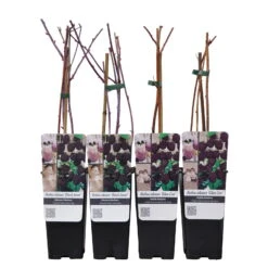 Himbeer-Set 'Dunkle Früchtchen', 4er-Set, Topf Je 2 Liter 11 Himbeer-Set 'Dunkle Früchtchen', 4er-Set, Topf Je 2 Liter -Biohort Garten Geschaft 0480900197 Himbeeren Set Dunkle Fruechtchen 4er Set Co 2 lt WEB 3 89616