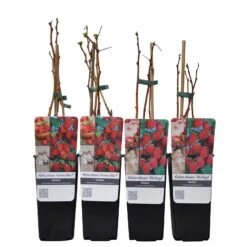 Herbsthimbeeren, 'Blissy® Autumn Bliss' + 'Heritage', 4er-Set, Topf Je 2 Liter -Biohort Garten Geschaft 0480900203 Herbsthimbeeren Autumn Blis Heritage 4er Set Co 2 lt WEB 2 89622