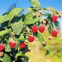Herbsthimbeeren, 'Blissy® Autumn Bliss' + 'Heritage', 4er-Set, Topf Je 2 Liter -Biohort Garten Geschaft 0480900203 Herbsthimbeeren Autumn Bliss Heritage 4er Set1 76452