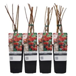 Sommerhimbeeren 'Willamette', 4er-Set, Topf Je 2 Liter -Biohort Garten Geschaft 0480900205 Sommerhimbeere Willamette 4er Set Co 2 lt WE 4 89624