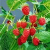 Sommerhimbeeren 'Willamette', 4er-Set, Topf Je 2 Liter 1 Sommerhimbeeren 'Willamette', 4er-Set, Topf Je 2 Liter -Biohort Garten Geschaft 0480900205 Sommerhimbeere Willamette 4er Set1 76464