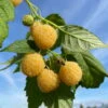 Gelbe Zwerghimbeere Lowberry® 'Goodasgold' , 5 L Topf -Biohort Garten Geschaft 0480900237 Goodasgold Zwerghimbeere 2 105182