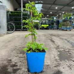 Gelbe Zwerghimbeere Lowberry® 'Goodasgold' , 5 L Topf 9 Gelbe Zwerghimbeere Lowberry® 'Goodasgold' , 5 L Topf -Biohort Garten Geschaft 0480900237 zwerghimbeere goodasgold 1 124052