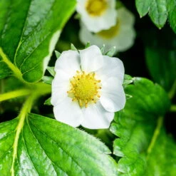 Klettererdbeere Hummi® "KletterToni", 9 Cm Topf Im 6er Set -Biohort Garten Geschaft 048091 fragaria x ananassa erdbeerpflanze weisse bluete 124923 1