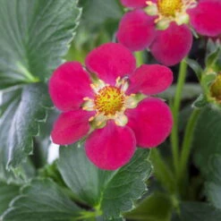 Erdbeere 'Fragoo® Toscana', Frühreif & öftertragend, Ampeltopf-Ø 27 Cm 9 Erdbeere 'Fragoo® Toscana', Frühreif & öftertragend, Ampeltopf-Ø 27 Cm -Biohort Garten Geschaft 0480910279 Toscana Erdbeerampel 27er Topf 2 111241