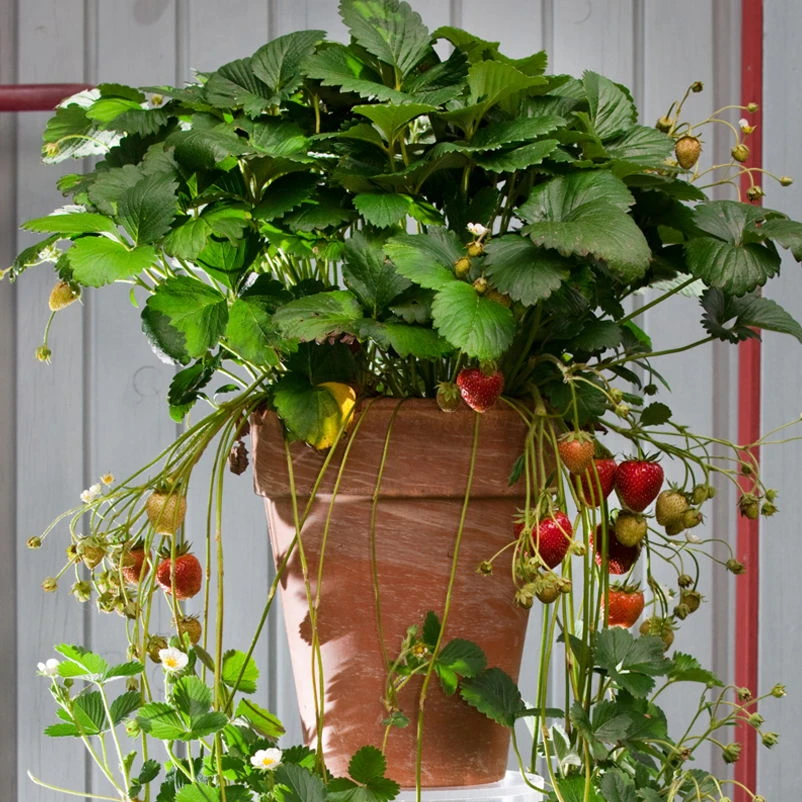 Erdbeere Hummi® "Meraldo", 9 Cm Topf Im 6er Set 3 Erdbeere Hummi® "Meraldo", 9 Cm Topf Im 6er Set