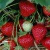6er-Set Hummi® Erdbeere, Fragaria X Ananassa 'Rimona', Topf-Ø 9 Cm -Biohort Garten Geschaft 0480910397 Hummi Rimona 6er 1 78172