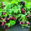 Stachellose Zwerg-Brombeere 'Coolaris® Patio Black', Topf 5 Liter -Biohort Garten Geschaft 0480920086 Haenge Brombeere Black Cascade mCopyright 48940