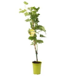 Tafeltraube 'Fanny®' -Biohort Garten Geschaft 0480930125 Koelles Beste Tafeltraube Fanny weiss RGB 3 7136