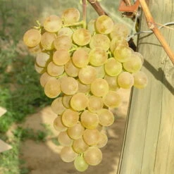 Tafeltraube 'Fanny®' -Biohort Garten Geschaft 0480930125 Koelles Beste Tafeltraube Fanny weiss RGB 7007