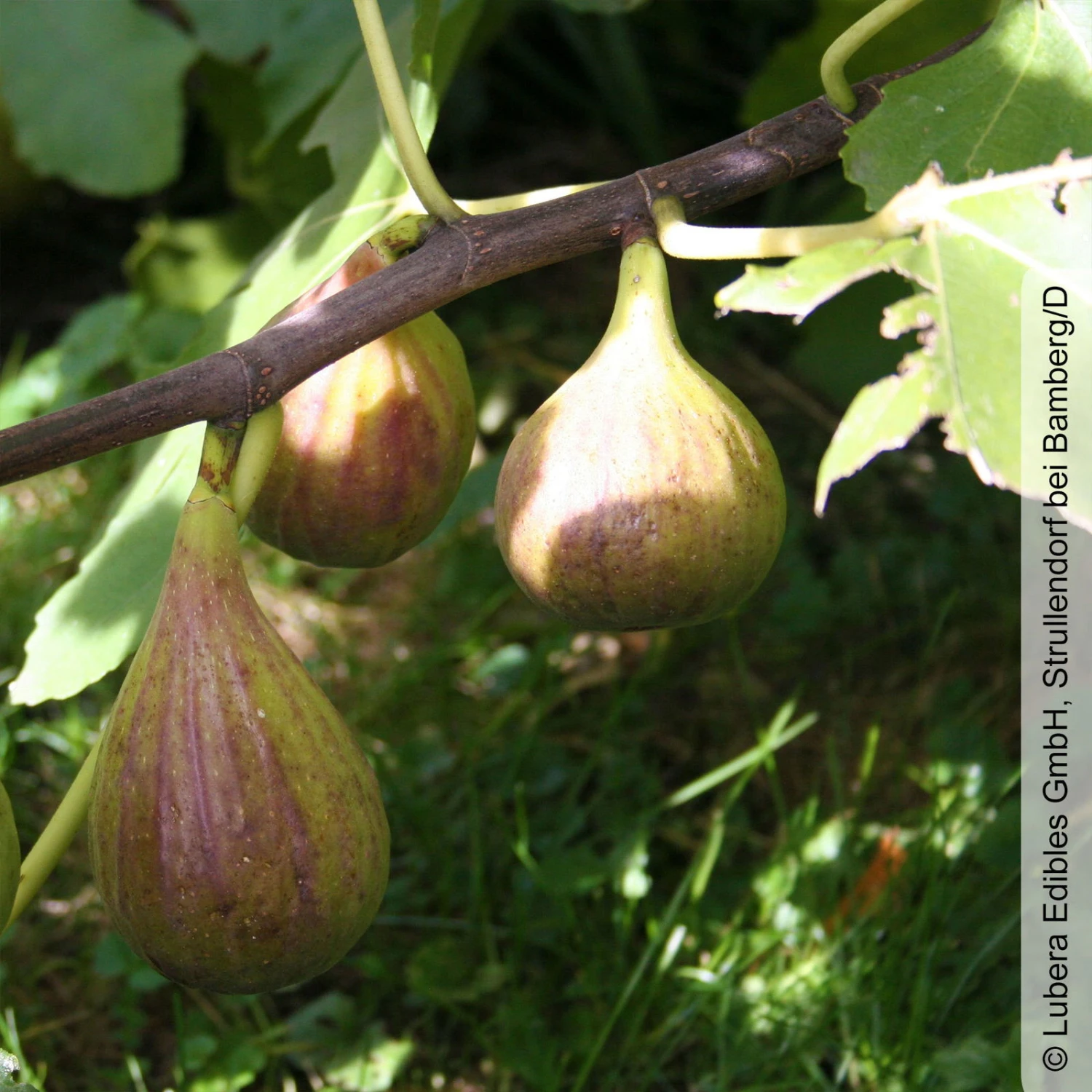 Feige 'Gustis® Perretta', Topf 5 Liter 3 Feige 'Gustis® Perretta', Topf 5 Liter