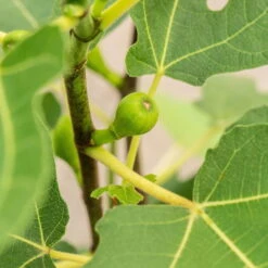 Feige 'Firoma'®, 2er-Set, Höhe 40-60 Cm, Topf 5 Liter 9 Feige 'Firoma'®, 2er-Set, Höhe 40-60 Cm, Topf 5 Liter -Biohort Garten Geschaft 0480940150 Ficus carica Firoma 2er Set 1 99282