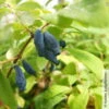 Sibirische Blaubeere, Lonicera Kamtschatika 'Eisbär®', Im Topf 5 Liter -Biohort Garten Geschaft 0480950513 Lonicera kamtschatika Eisbaer sibierische Blaubeere 2 105861