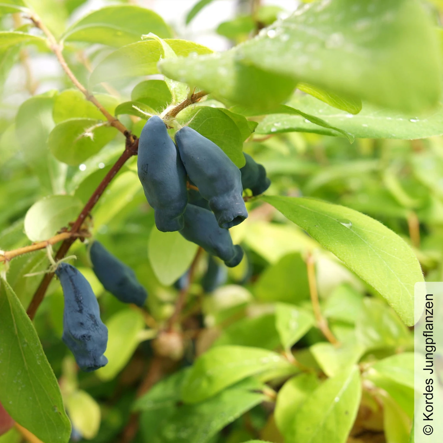 Sibirische Blaubeere, Lonicera Kamtschatika 'Eisbär®', Im Topf 5 Liter 3 Sibirische Blaubeere, Lonicera Kamtschatika 'Eisbär®', Im Topf 5 Liter