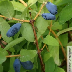 Sibirische Blaubeere, Lonicera Kamtschatika 'Balaleika®', Im Topf 5 Lt. -Biohort Garten Geschaft 0480950522 Lonicera kamtschatika Balalaika Blaubeere 1 105864