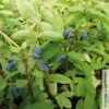 Sibirische Blaubeere, Lonicera Kamtschatika 'Balaleika®', Im Topf 5 Lt. 1 Sibirische Blaubeere, Lonicera Kamtschatika 'Balaleika®', Im Topf 5 Lt. -Biohort Garten Geschaft 0480950522 Lonicera kamtschatika Balalaika Blaubeere 2 105863