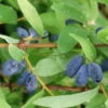 4er-Set Sibirische Blaubeere MyBerry® 'Sweet' (Lonicera Kamtschatica), Höhe 25-30 Cm, Im 3 Liter Topf -Biohort Garten Geschaft 0480950633 Lonicera kamt MyBerry Sweet 4erSet sib Blaubeere 025 030 Co 3lt 1 62592