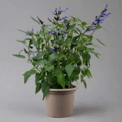 Pfirsichsalbei Blau, Topf-Ø 21 Cm, Höhe Ca. 40 Cm -Biohort Garten Geschaft 0610370087 Salvia T21 Blue H40cm 2 125992